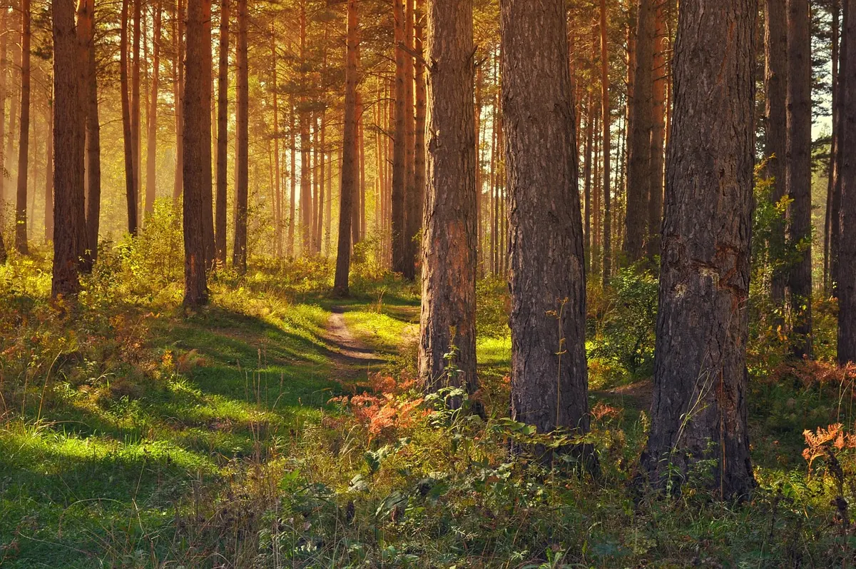 Mindset vs. Habits: Which Should You Change First for Lasting Personal Growth?